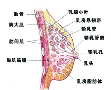滨州沾化区人民医院整形科乳房下垂矫正效果 术后保持多久
