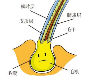 上海新生植发医院疤痕植发贵吗 植发术前要注意什么